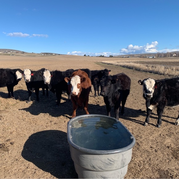 Meet your Posher, Western Merc - Picture 4 of 4